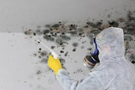 Best Crawl Space Mold Remediation in USA